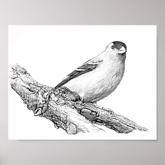 Poster Goldfinch (Devant)