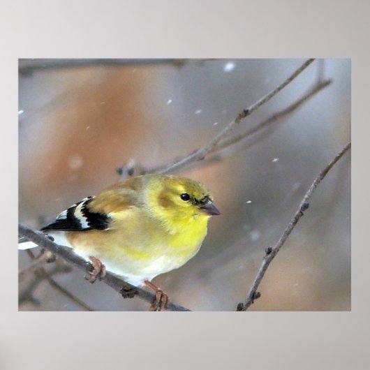 Poster Goldfinch (Devant)