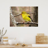 Poster Goldfinch (Cuisine)