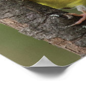 Poster Goldfinch (Coin)