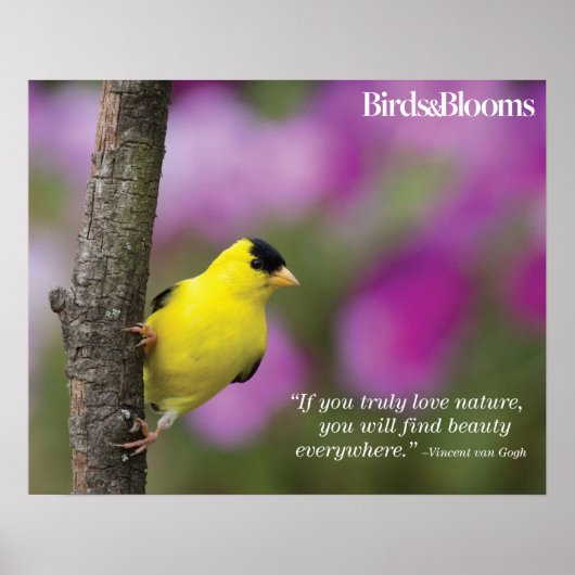 Poster Goldfinch (Devant)