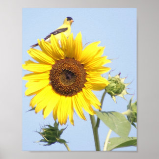 Poster Goldfinch américain sur tournesol