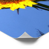 Poster Goldfinch américain sur tournesol (Coin)