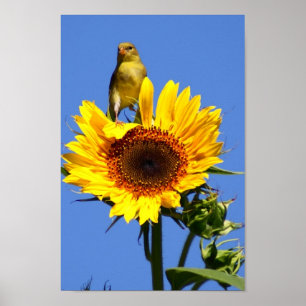 Poster Goldfinch américain sur tournesol