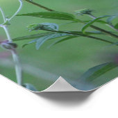 Poster Goldfinch sur un coneflower (Coin)