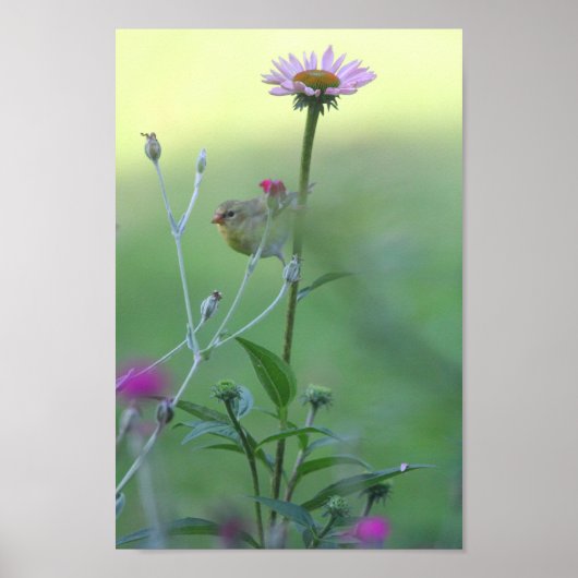 Poster Goldfinch sur un coneflower (Devant)