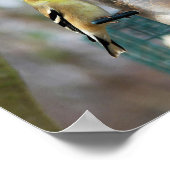 Poster Goldfinches au chargeur (Coin)