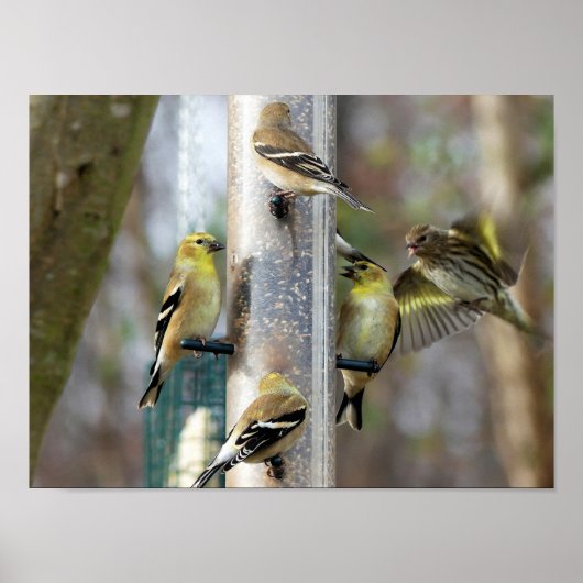 Poster Goldfinches au chargeur (Devant)