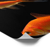 Poster Goldfish 2 (Coin)