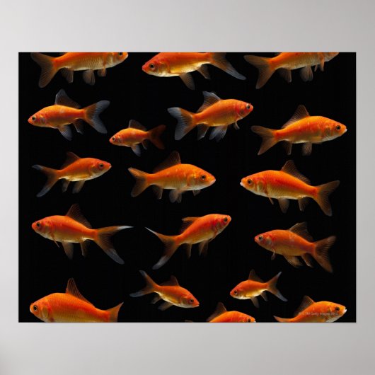 Poster Goldfish 2 (Devant)