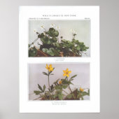 Poster Goldthread - Coptis trifolia (Devant)