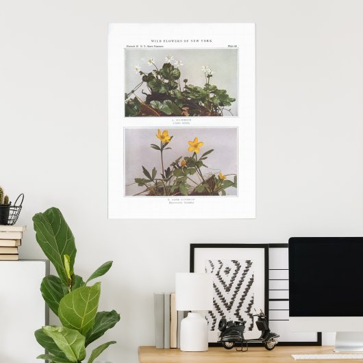 Poster Goldthread - Coptis trifolia (Bureau à domicile)