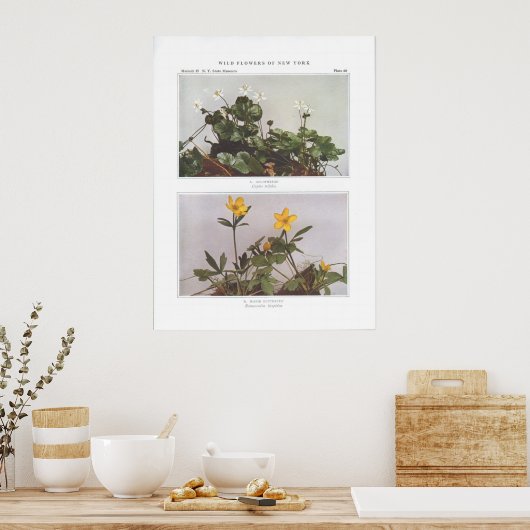 Poster Goldthread - Coptis trifolia (Cuisine)