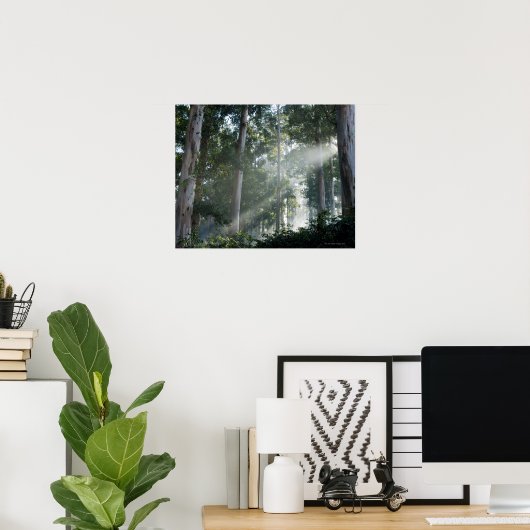 Poster Gommes (Eucalyptus) dans la forêt tropicale Tokai (Bureau à domicile)