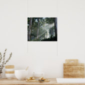 Poster Gommes (Eucalyptus) dans la forêt tropicale Tokai (Cuisine)