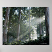 Poster Gommes (Eucalyptus) dans la forêt tropicale Tokai (Devant)