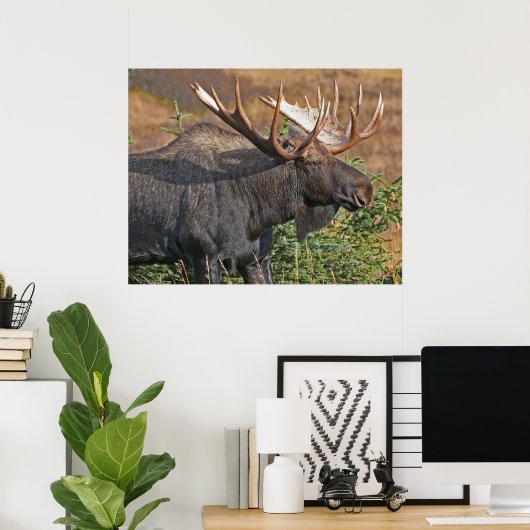 Poster Good Bull Moose (Bureau à domicile)