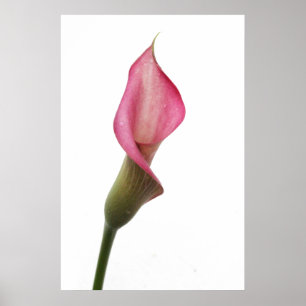 Poster Good Night Angel