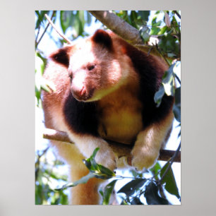 Poster Goodfellow's Tree Kangaroo