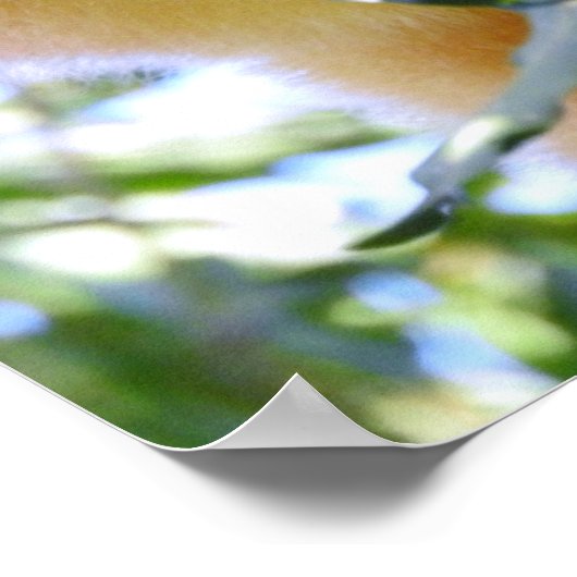 Poster Goodfellow's Tree Kangaroo (Coin)