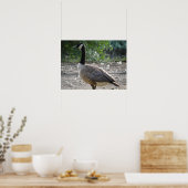 Poster Gooing around Canada Goose Print (Cuisine)