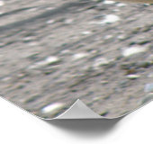 Poster Gooing around Canada Goose Print (Coin)