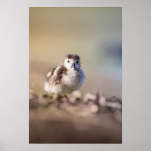 Poster Goose Chick Nature Photo