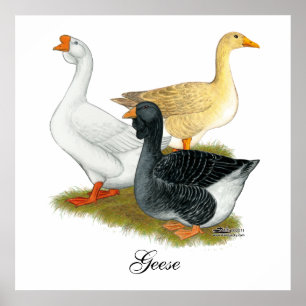 Poster Goose Trio