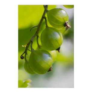 Poster Gooseberries vertes CC0324 Nouvelles options