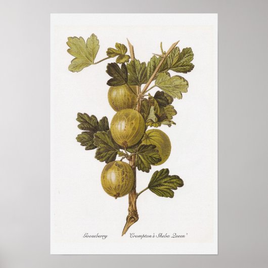 Poster Gooseberry 'Crompton's Sheba Queen' (Devant)