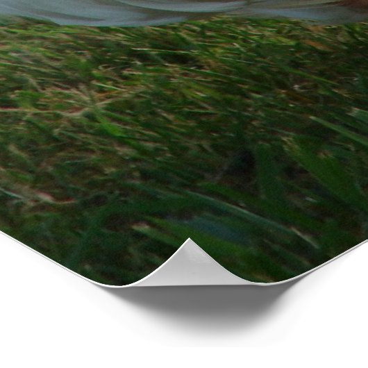 Poster Goosey (Coin)