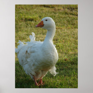 Poster Goosey