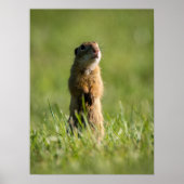 Poster Gopher (Devant)