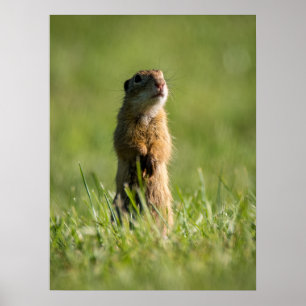 Poster Gopher