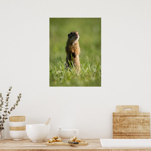 Poster Gopher (Cuisine)