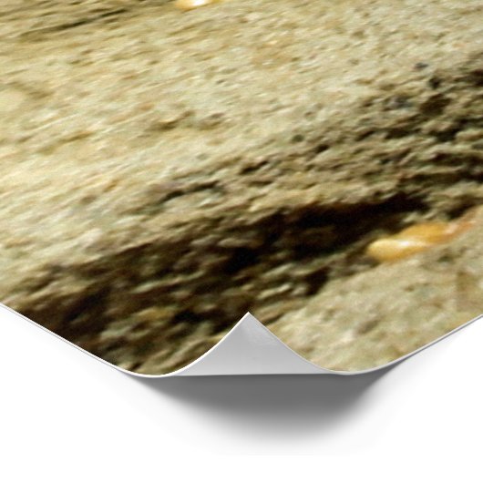 Poster Gopher_005 (Coin)