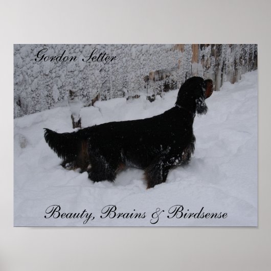 Poster Gordon Setter (Devant)