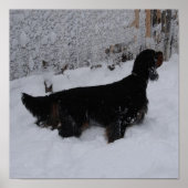 Poster Gordon Setter dans une toile d'orage de neige Impr (Devant)