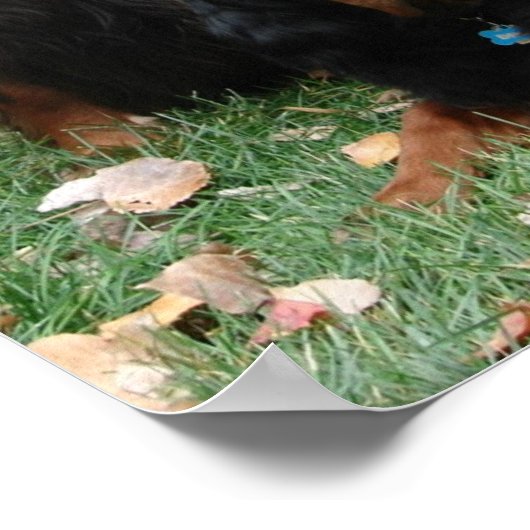 Poster Gordon Setter Generations Canvas Imprimer (Coin)