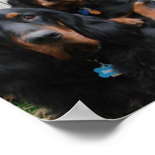 Poster Gordon Setter Pals Canvas Imprimer (Coin)