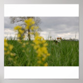 Poster Gordy (Devant)