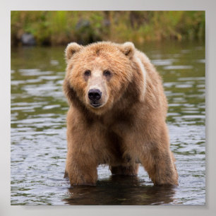 Poster Gorgeous kodiak brown bear