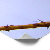 Poster Gorgeous Lilac-Breasted Roller African Bird (Coin)