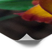 Poster Gorgeous Orange Yellow Rhyncattleanthe Orchid (Coin)