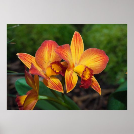 Poster Gorgeous Orange Yellow Rhyncattleanthe Orchid (Devant)