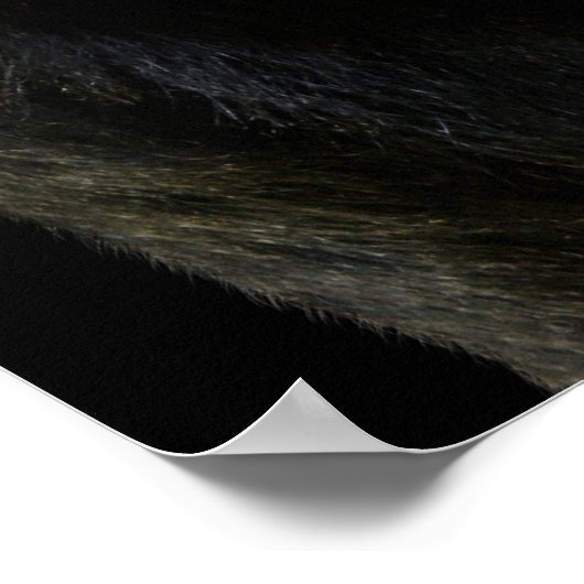 Poster Gorilla (Coin)