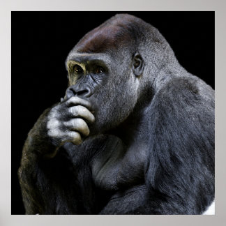 Poster Gorilla