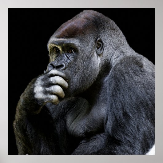 Poster Gorilla (Devant)