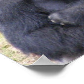 Poster Gorilla (Coin)