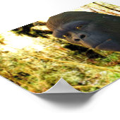 Poster Gorilla 2 (Coin)